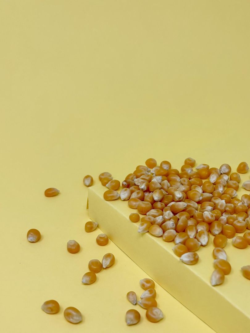 Graines de Ma&iuml;s